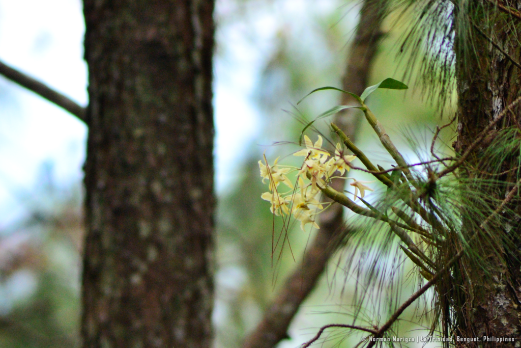 Dendrobium rhombeum Lindl. 4