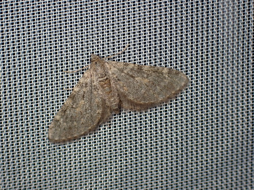 Eupithecia orana
