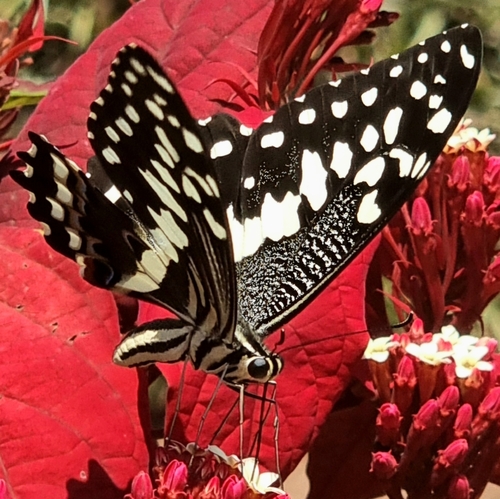 Citrus Swallowtail