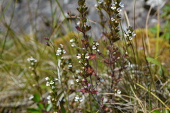 Euphrasia hudsoniana