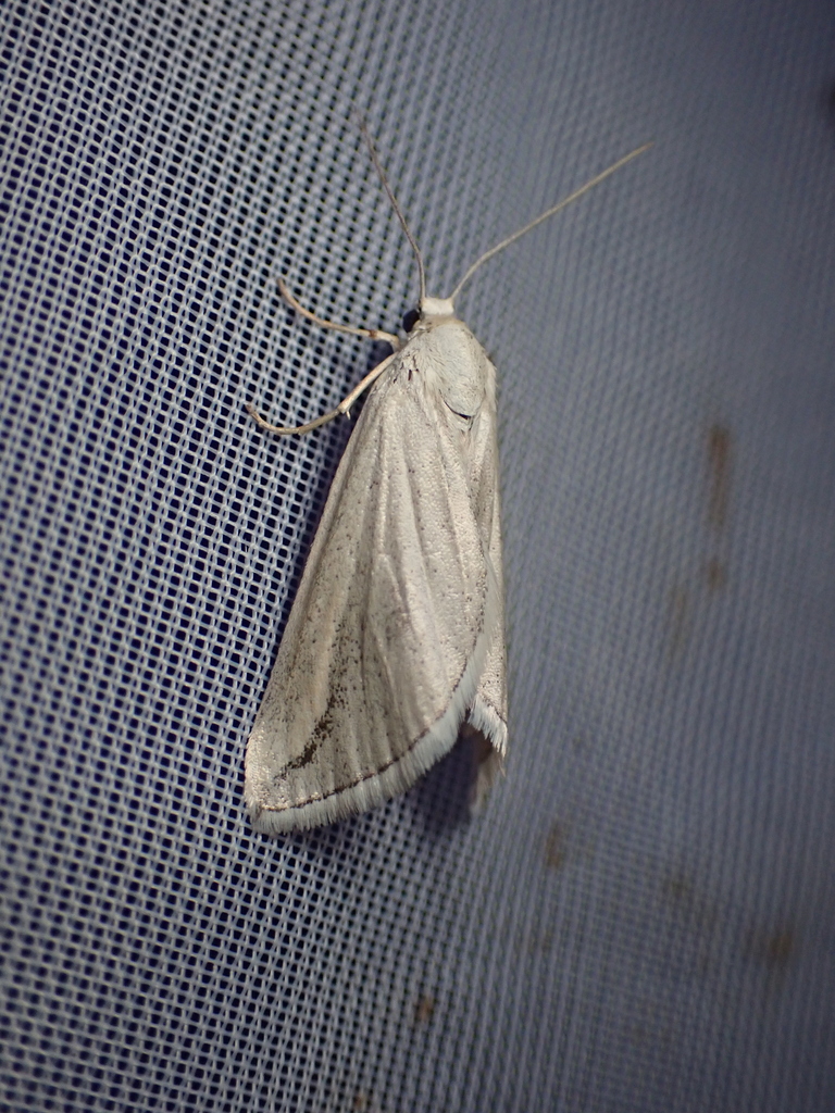 Lithostege fissurata