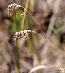 Poa bulbosa