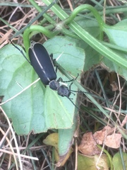 Epicauta cinerea-group