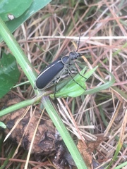 Epicauta cinerea-group