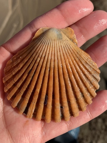 Leopecten diegensis observed 2025-02-26