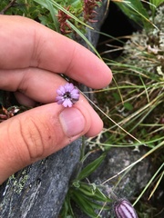 Silene violascens