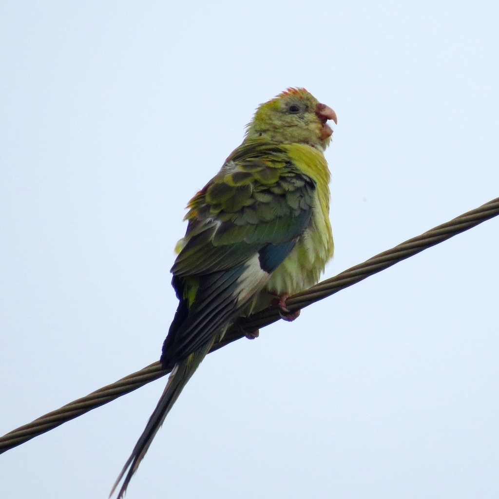 Red-rumped Parrot