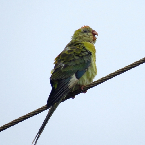 Red-rumped Parrot