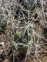 Coryphantha macromeris macromeris