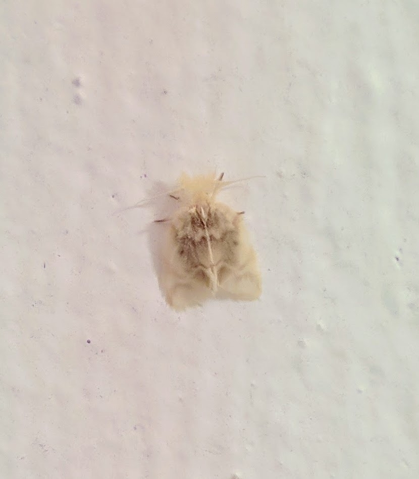 Nudaria ovalimaculata