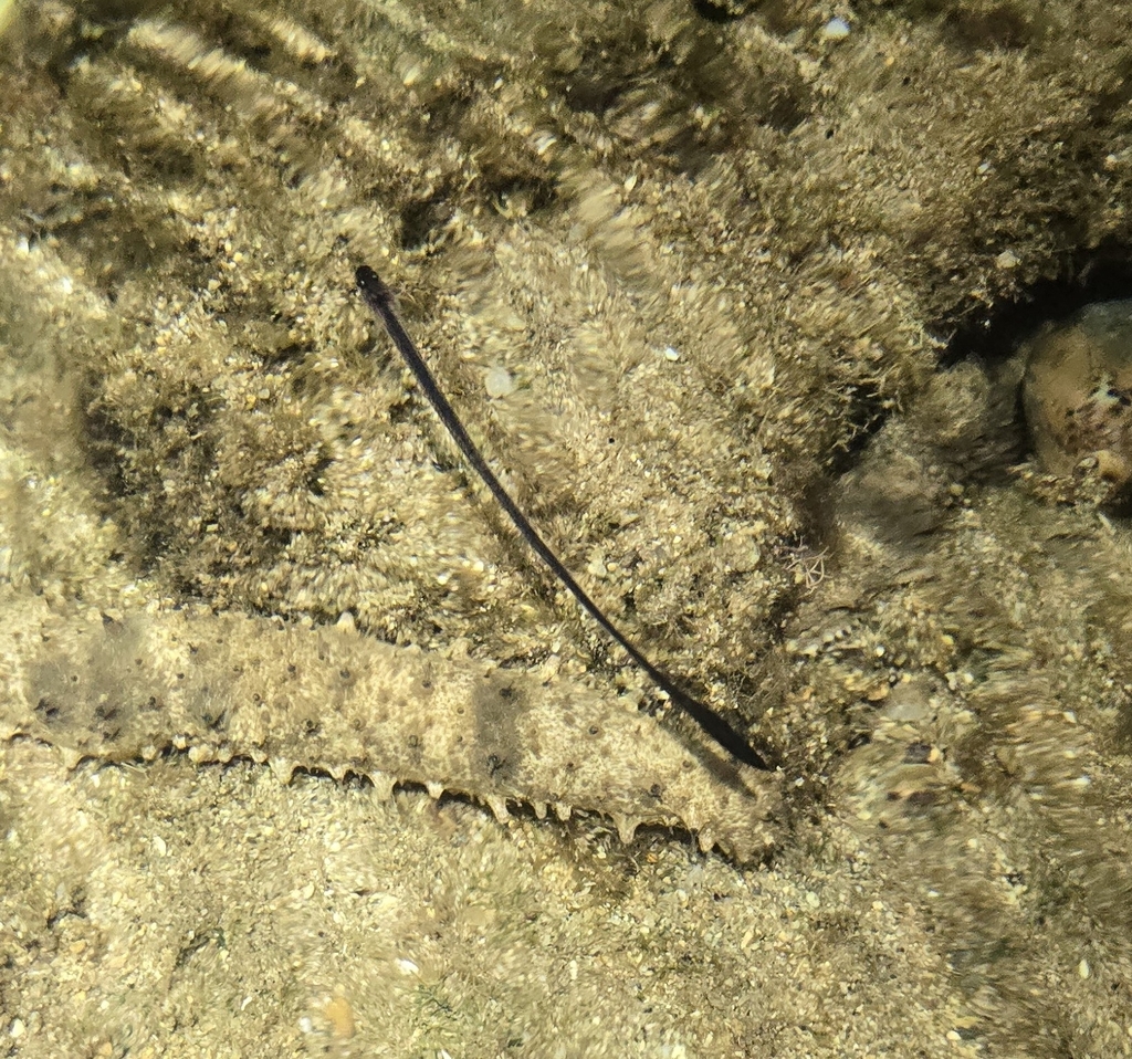 Graceful pearlfish (Encheliophis gracilis) — Carapidae