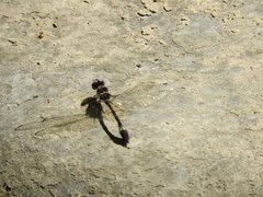 Macrothemis pseudimitans