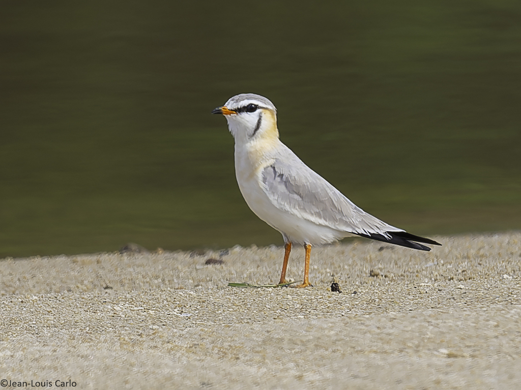 Gray Pratincole photo