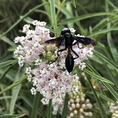 Sphecini