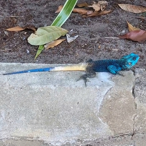 Uganda blue-headed tree agama