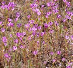 Clarkia williamsonii
