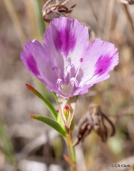 Clarkia williamsonii