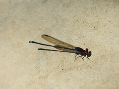 Argia cuprea