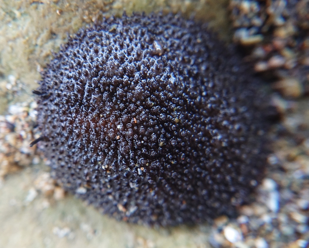 Onchidella binneyi