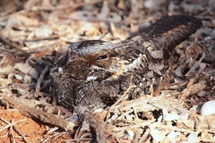 Caprimulgus madagascariensis