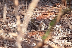Caprimulgus madagascariensis