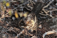 Caprimulgus madagascariensis