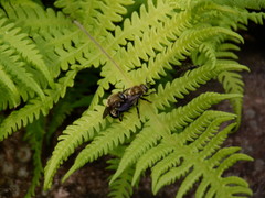 Microdon megalogaster