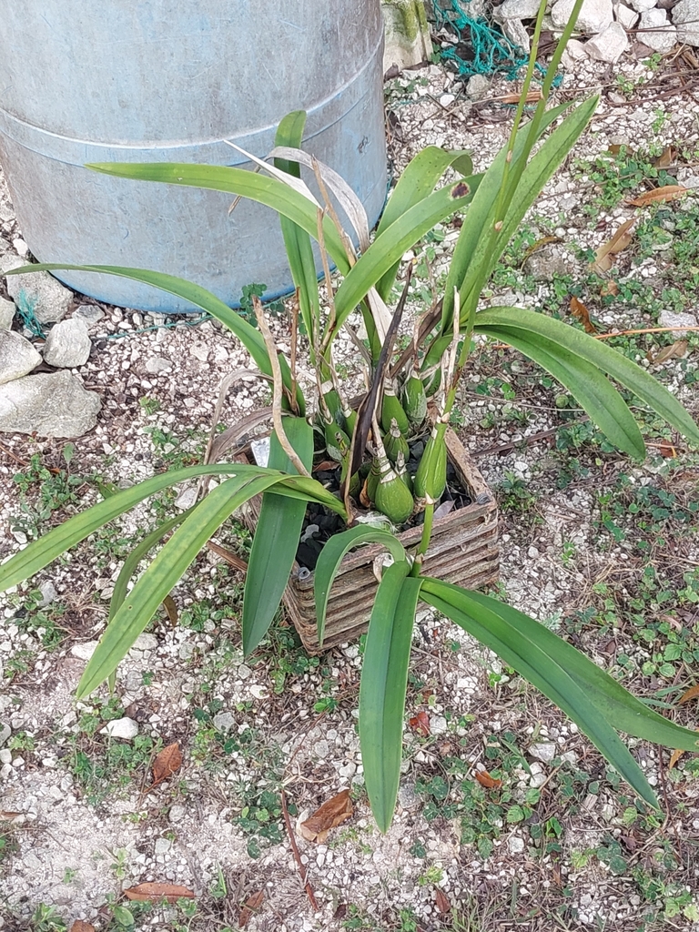 Encyclia rufa (Lindl.) Britton & Millsp. 2