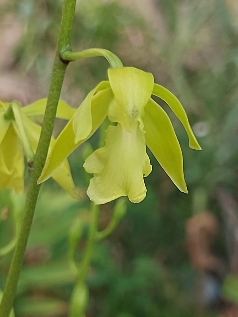Encyclia rufa (Lindl.) Britton & Millsp. 3