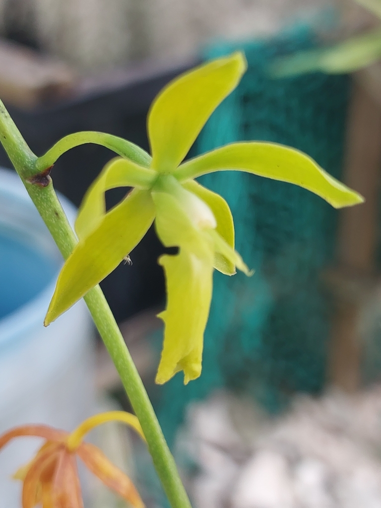 Encyclia rufa (Lindl.) Britton & Millsp. 4