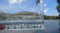 Notropis procne