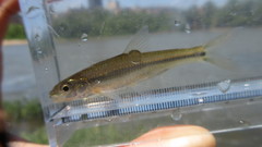 Notropis procne