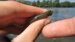 Notropis procne