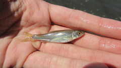 Cyprinella analostana