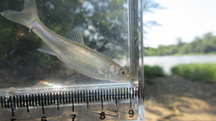 Cyprinella analostana