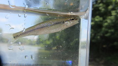 Pimephales notatus