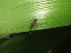 Neopamera neotropicalis