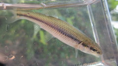 Pimephales notatus