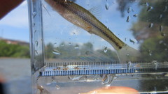 Pimephales notatus