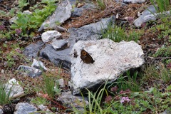Erebia edda