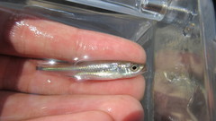Notropis rubellus