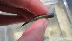 Notropis rubellus