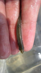 Notropis rubellus