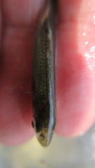 Notropis rubellus