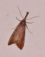 Hypena subvittalis