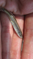 Notropis rubellus