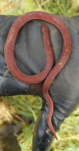 Michael Sabin’s Ground Snake., Atractus michaelsabini