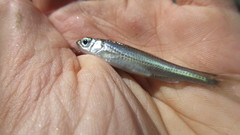 Notropis telescopus