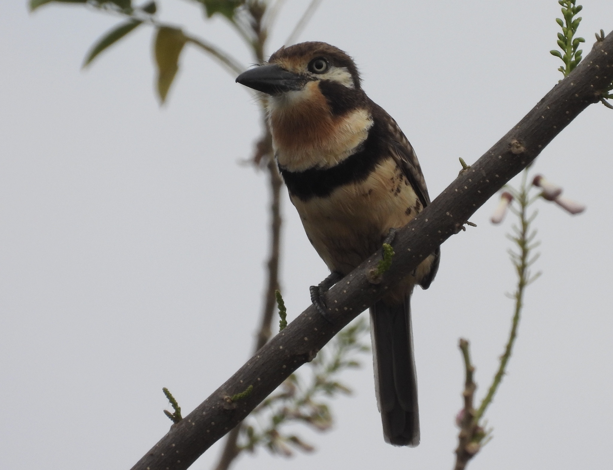 Russet-throated Puffbird (Hypnelus ruficollis), photo 3