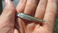 Notropis telescopus